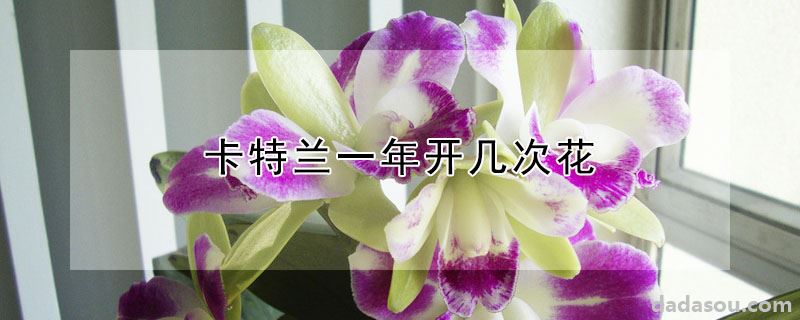 卡特兰一年开多少次花（卡特兰一年开几次花）