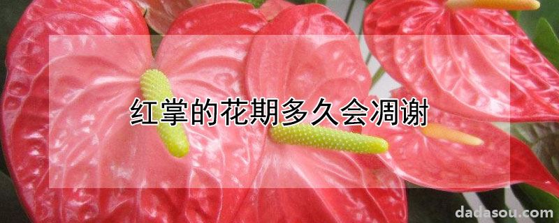 红掌的花期多久会凋谢