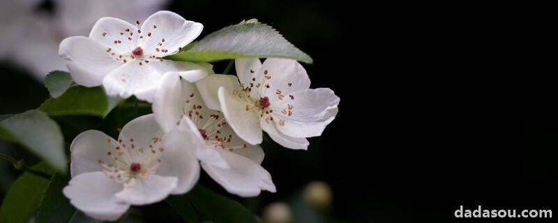 木香花牵引方法（木香花怎么牵引）