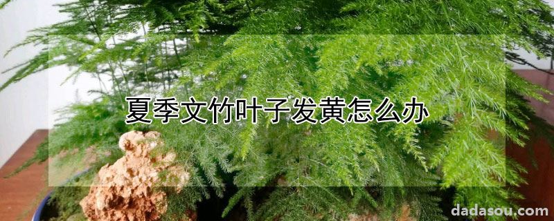 夏天文竹叶子发黄的处理方法（夏季文竹叶子发黄怎么办）