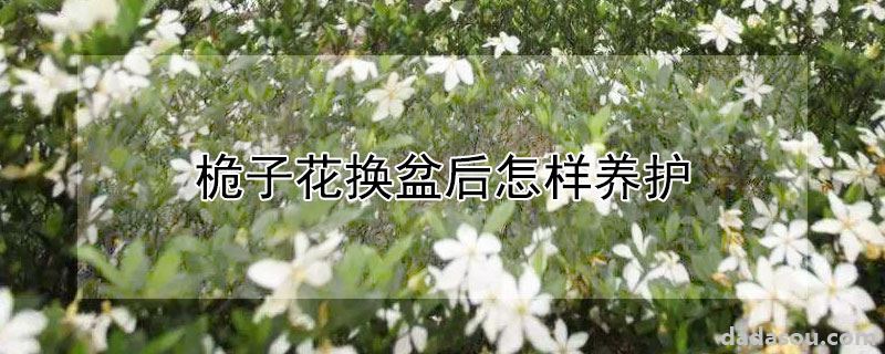 栀子花换盆后如何养护（桅子花换盆后怎样养护）