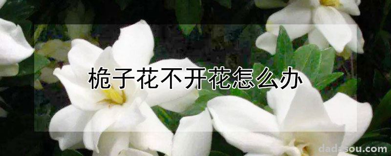 桅子花不开花怎么办