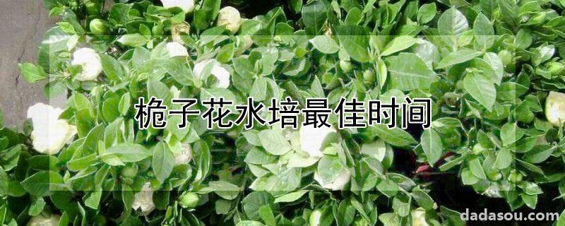 栀子花什么时候水培合适（桅子花水培最佳时间）