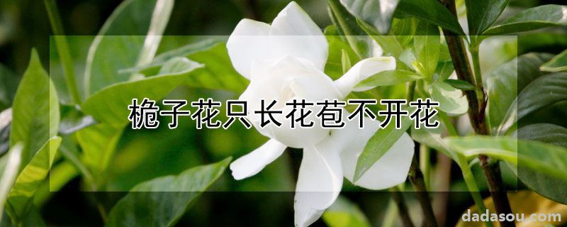 桅子花只长花苞不开花的原因（桅子花只长花苞不开花）