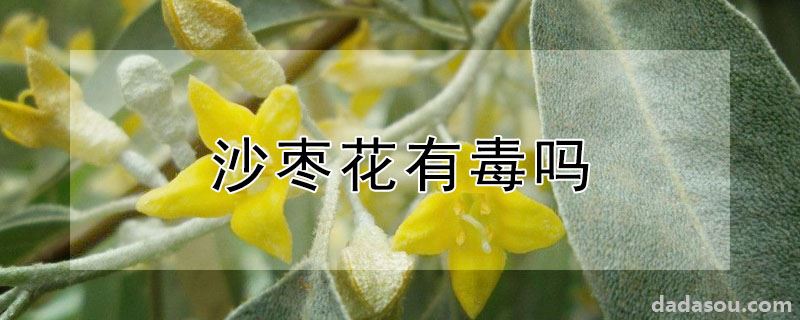 沙枣花有没有毒（沙枣花有毒吗）