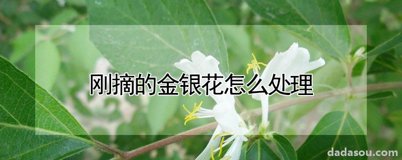 刚摘的金银花如何处理（刚摘的金银花怎么处理）