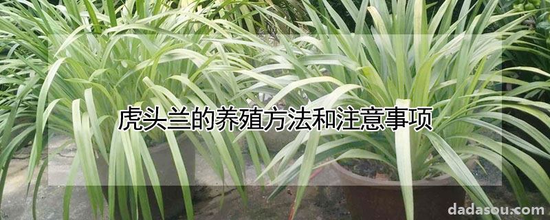 虎头兰的养殖方法和注意事项