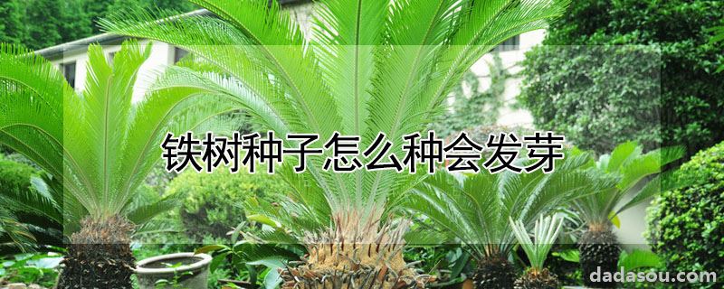 铁树种子如何种植发芽（铁树种子怎么种会发芽）