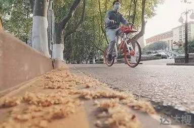 南京梧桐毛絮雨大爆发2