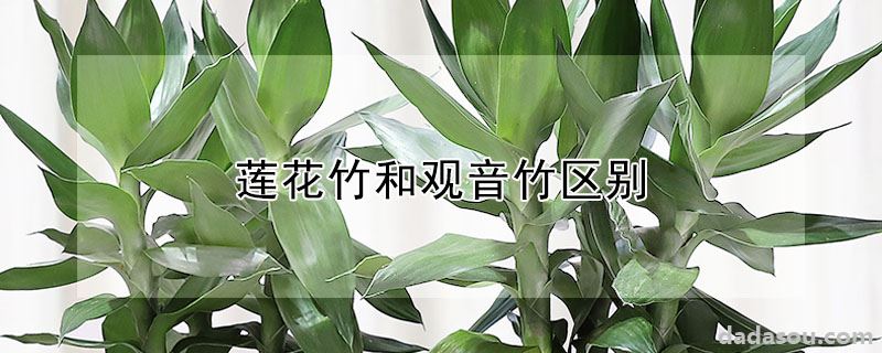 莲花竹与观音竹有什么不同（莲花竹和观音竹区别）