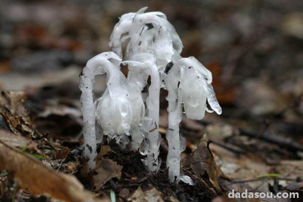 阿斯匹林哪些花不能用