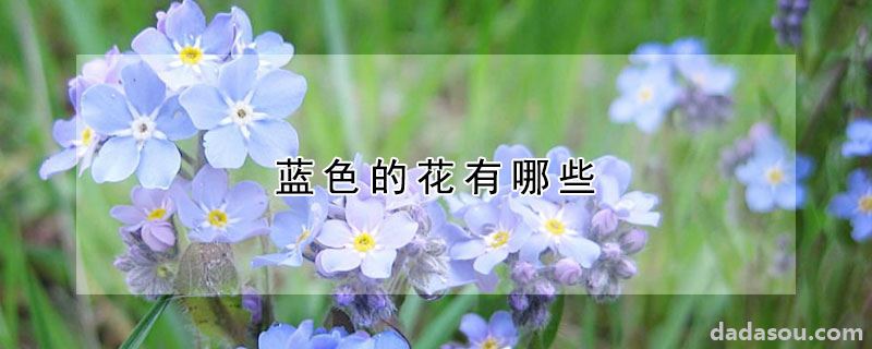 蓝色的花有哪些