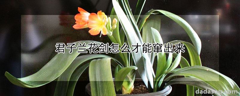 君子兰花剑如何才能窜出来（君子兰花剑怎么才能窜出来）