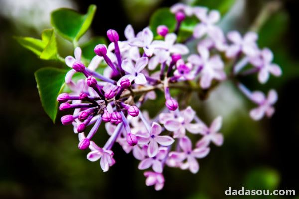 阿斯匹林哪些花不能用