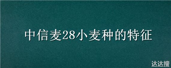 中信麦28小麦种的特征 中信麦28小麦种子介绍