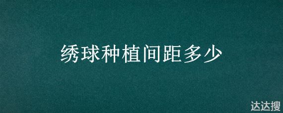 绣球种植间距多少