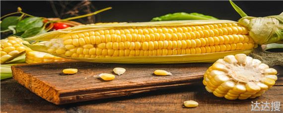 金博士3107玉米种子特征