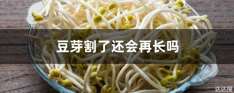 豆芽割了还会再长吗