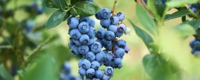 莱克西蓝莓品种简介，丰产性强个头大果肉硬含糖量高（口感甜香）