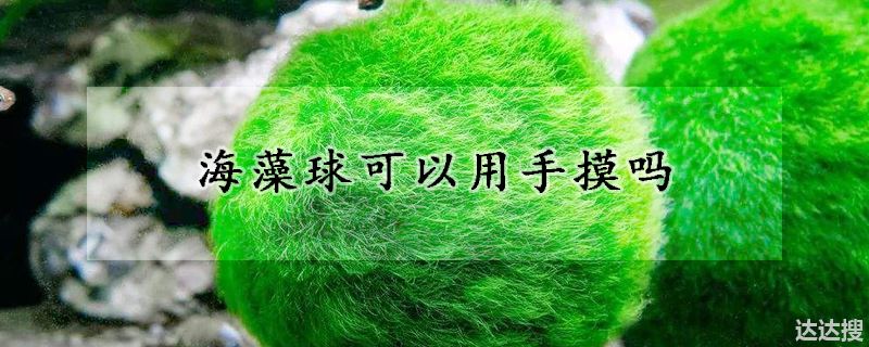 海藻球可不可以用手摸（海藻球可以用手摸吗）