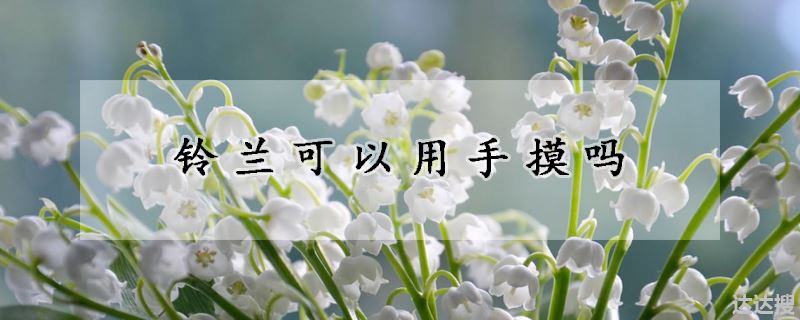 铃兰可以用手摸吗