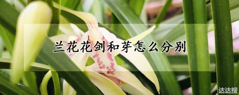 兰花花剑和芽的分别方法（兰花花剑和芽怎么分别）