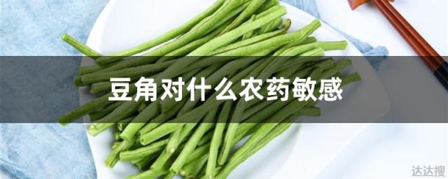 豆角对什么农药敏感