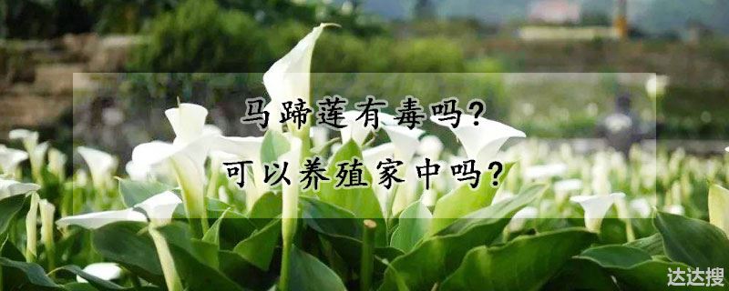 马蹄莲有毒吗?可以养殖家中吗?