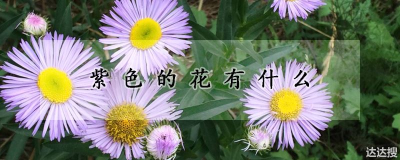 紫色的花有什么