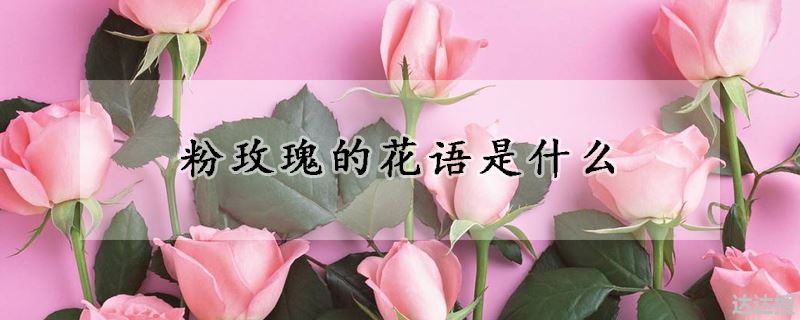 粉玫瑰的花语是什么