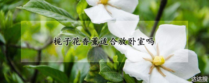 栀子花香薰适不适合放卧室（栀子花香薰适合放卧室吗）