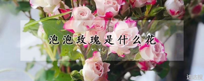 泡泡玫瑰是什么花