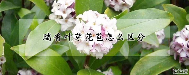 瑞香叶芽花苞怎么区分