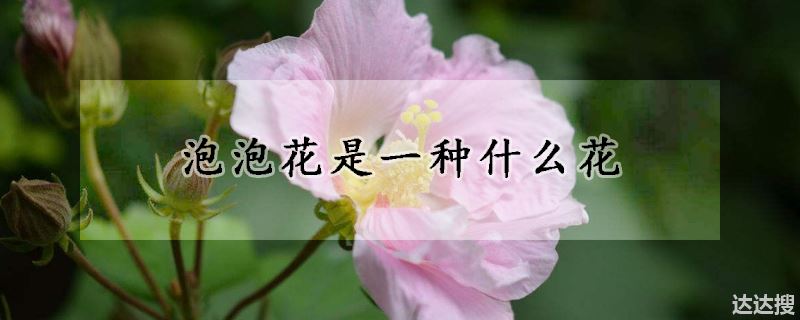 泡泡花是一种什么花