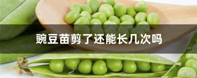 豌豆苗剪了还能长几次吗