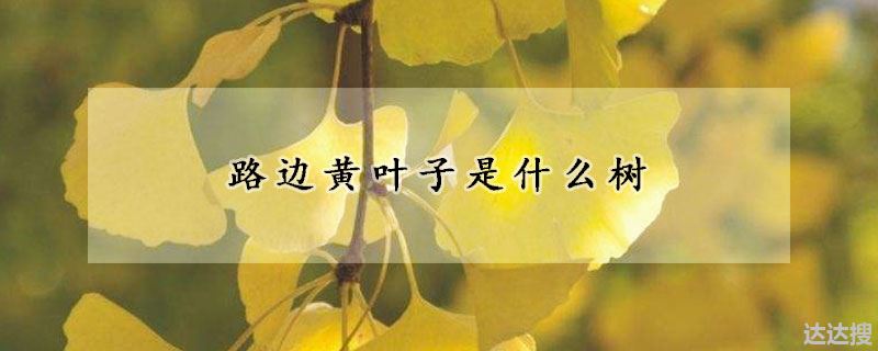 路边黄叶子是什么树