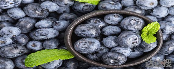 莱克西蓝莓产量如何 莱克西蓝莓详细介绍
