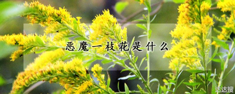 恶魔一枝花是什么