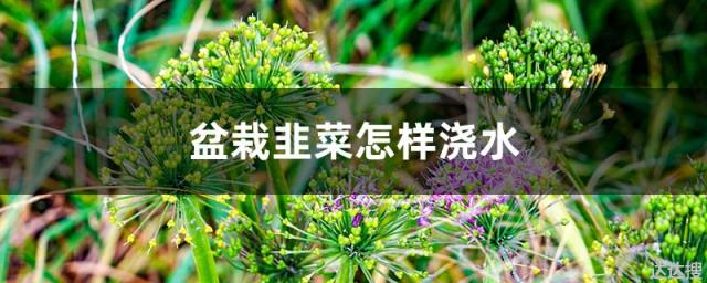 盆栽韭菜怎样浇水