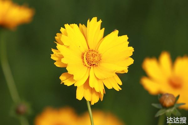 太阳花怎么做造型