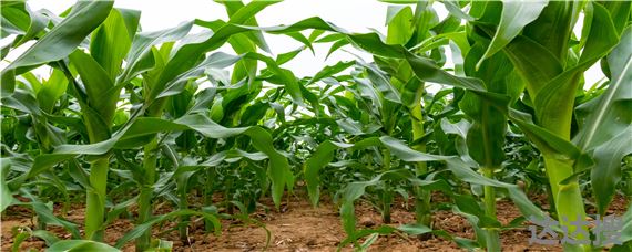 呼市地区种植玉米有哪些有利和不利因素 玉米种植时间和方法和过程