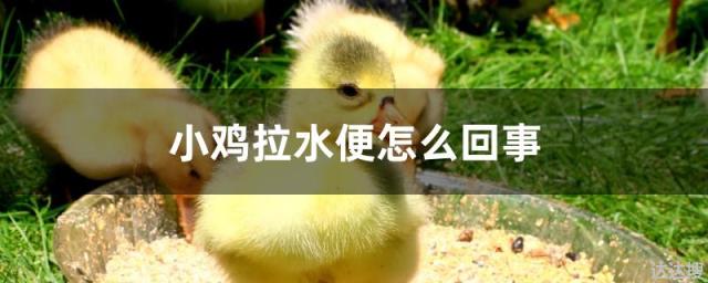 小鸡拉水便怎么回事