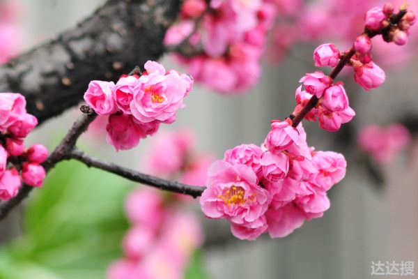 冬天具有代表性的花卉植物品种（冬天具有代表性的花）