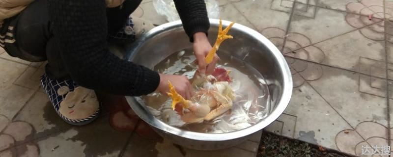 鸡