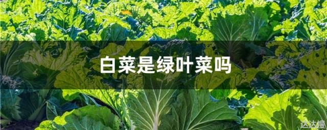白菜是绿叶菜吗