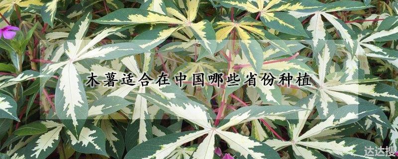 木薯适合在中国哪些省份种植