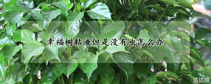 幸福树黏液但无虫怎么办（幸福树粘液但是没有虫怎么办）