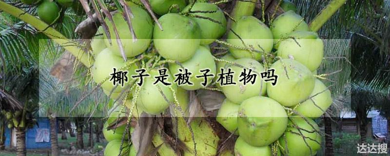 椰子是被子植物吗