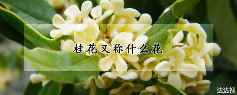 桂花又称什么花