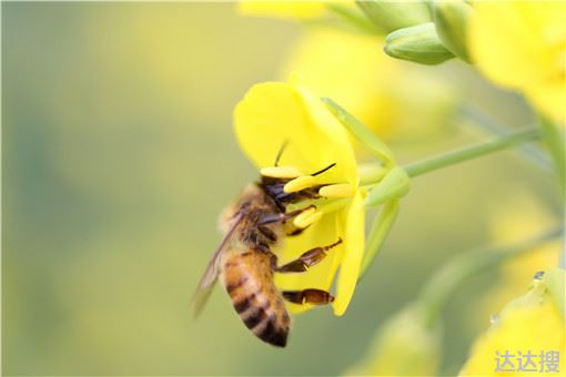 大黄蜂可以当宠物吗，养殖大黄蜂是怎么养殖的